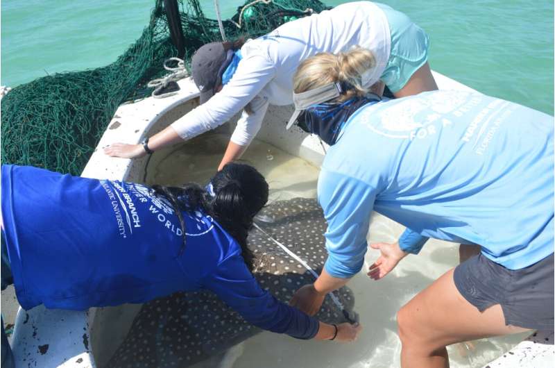 Crushed clams, roaming rays: acoustic tags reveal predator interactions