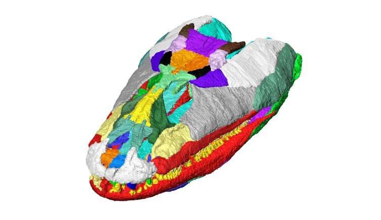 Crushed Scottish fossils reconstructed to reveal ancient predator's skull