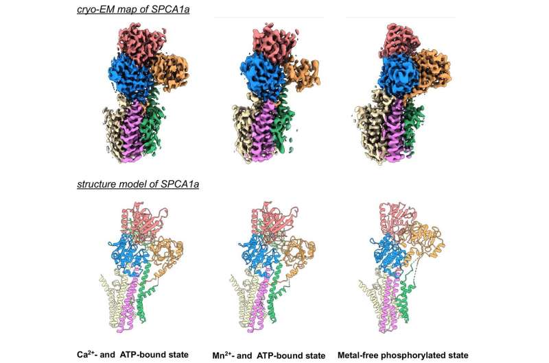 Cryo-electron microscopy captures structure of a protein pump