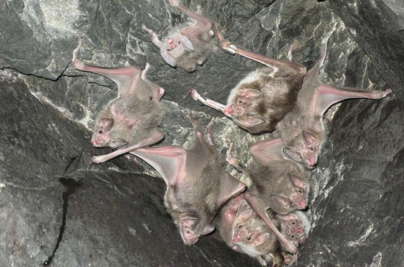 Culling bats after rabies outbreak found to be an ineffective strategy to prevent livestock loss