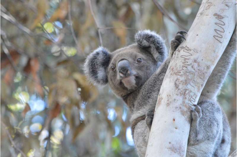 Cultural burns can help protect koalas