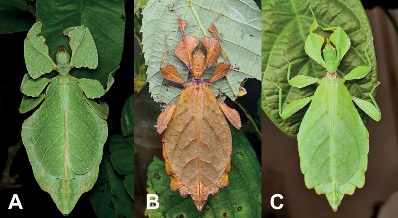 Curious and cryptic: new leaf insects discovered