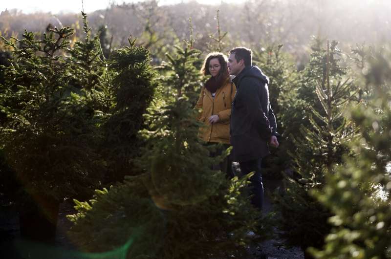 Customers choose a Christmas tree to rent at London Christmas Tree Rental in Dulwich, London