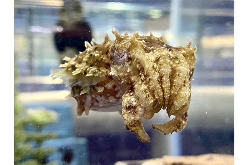 Cuttlefish brain atlas first of its kind
