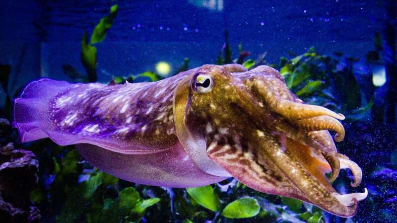 Cuttlefish camouflage: more than meets the eye