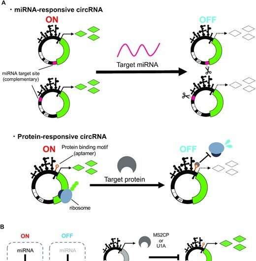 Cyclic RNA switches that regulate gene expression in a cell type-specific manner