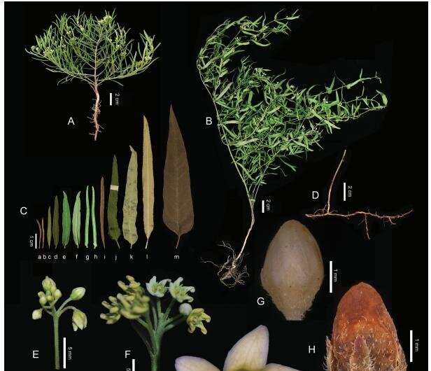 Cynanchum species in northeastern Asia revised