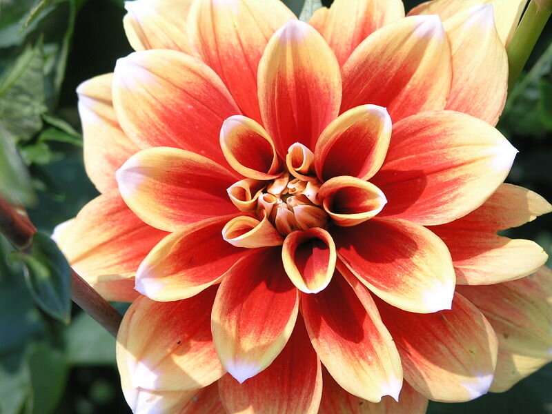 Dahlia flower extract has anti-diabetic properties, improves insulin 1 function in the brain