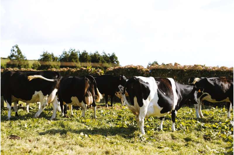 dairy cattle farming