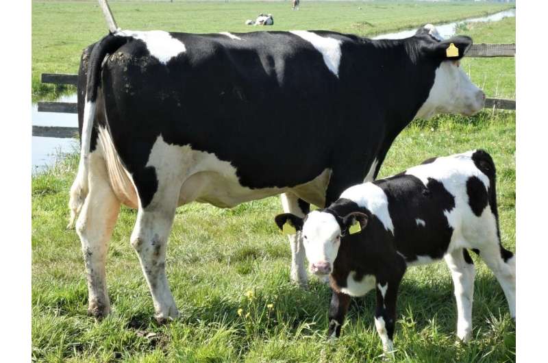Dairy cattle geneticist finds mutant gene threatening Holstein calves