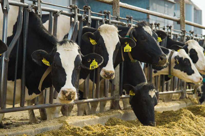 Dairy sector boasts 100 years of successful herd data collection