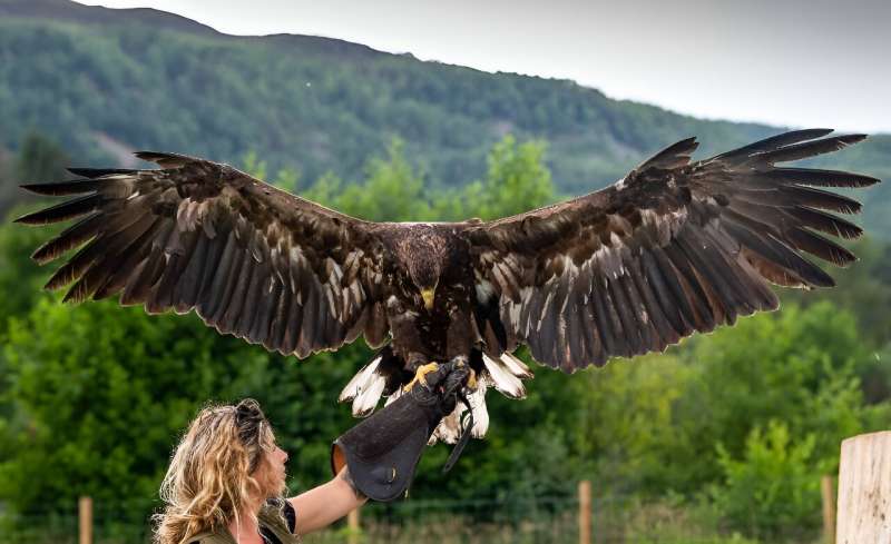 Daisy Ames from Rothiemurchus Falconry holds a Sea Eagle on her arm