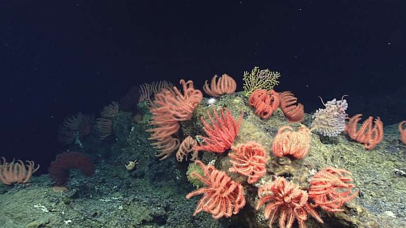 Damage caused by deep-seabed mining would be extensive and irreversible, reveals new report