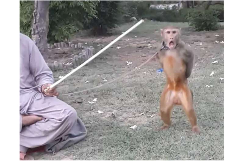 Dancing monkeys of Pakistan found to have highly elevated levels of stress hormones