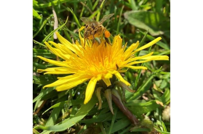 Dandelions are a lifeline for bees on the brink—we should learn to love them