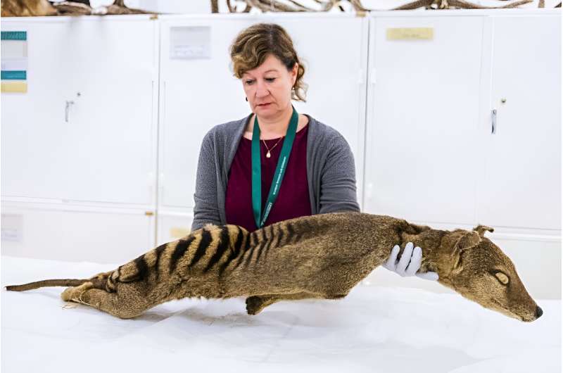 Daniela Kalthoff, in charge of the mammal collection at Stockholm's  Museum of Natural History  examines a dry specimen of a Tasmanian tiger