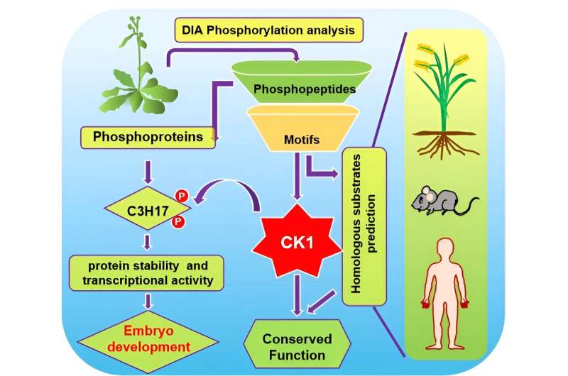 Data-Independent Acquisition-based global phosphoproteomics reveal the diverse roles of Casein kinase 1 in plant development