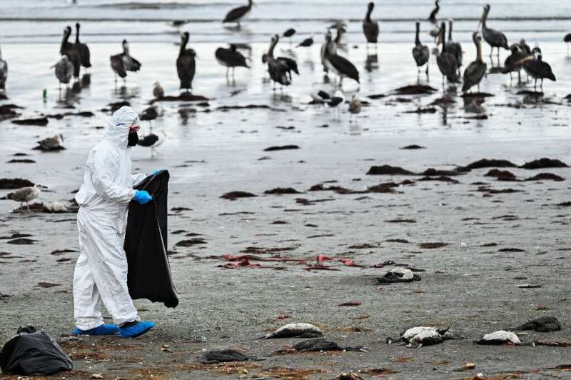 Dead Guanay cormorants covered a beach in Coquimbo, Chile, but authorities say it does not appear to be related to an ongoing av