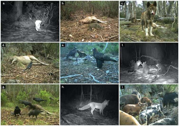 Dead kangaroos make a surprising feast for possums in the Australian Alps
