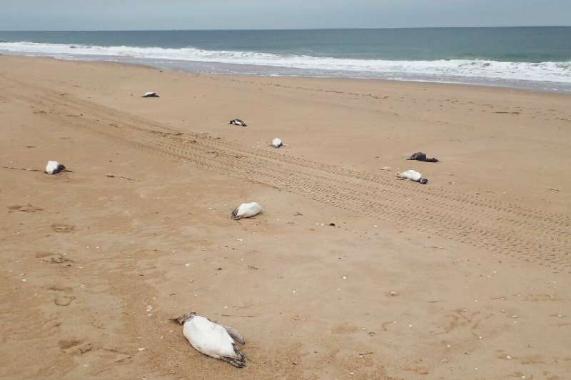 Dead penguins are scattered on the beach Barra Laguna de Rocha in Uruguay on July 20, 2023