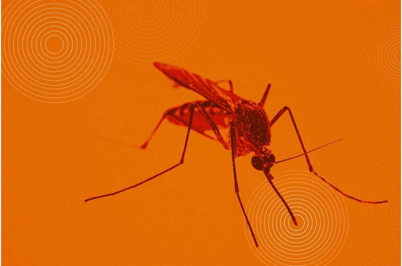 Deadly dengue virus hijacks mosquito saliva to spread sickness