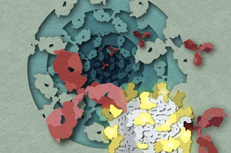 Deadly virus structures point toward new avenues for vaccine design