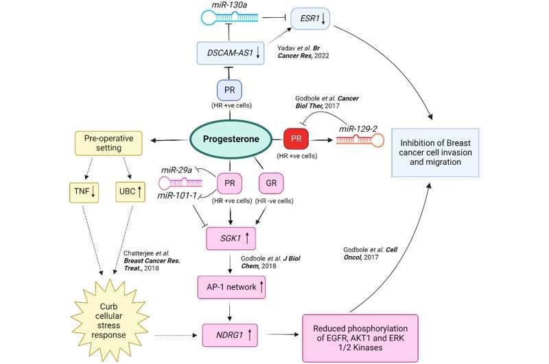 Deciphering progesterone's mechanisms of action in breast cancer