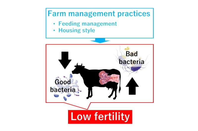 Deciphering the association between uterine microbiota and fertility in dairy cows