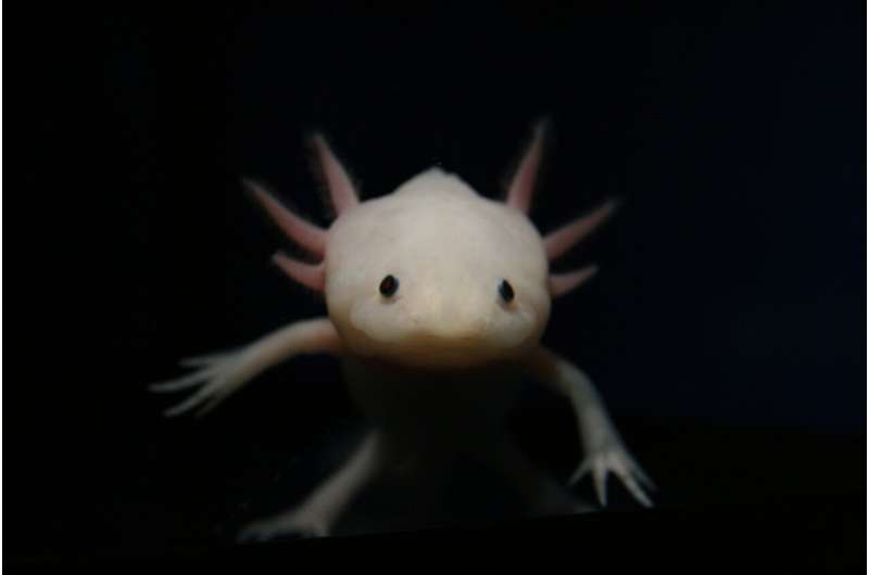 Decoding the axolotl: a new path for limb regrowth