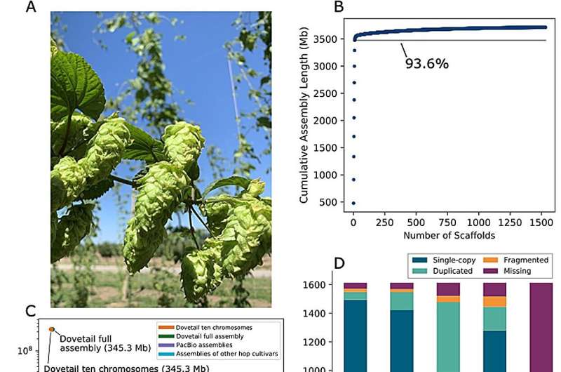 Decoding the Cascade Hop Genome: unraveling evolutionary secrets and divergence in the Cannabaceae family