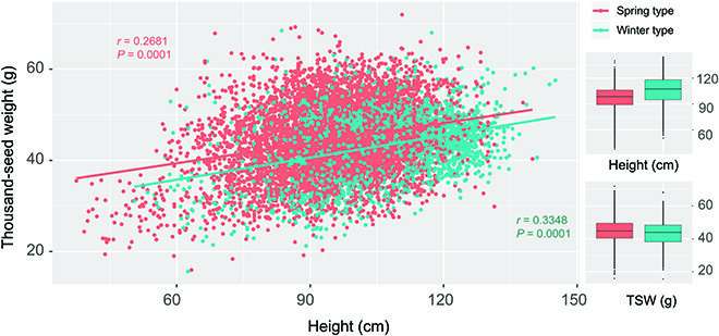Decoding the genetics behind plant height and seed weight scaling in barley