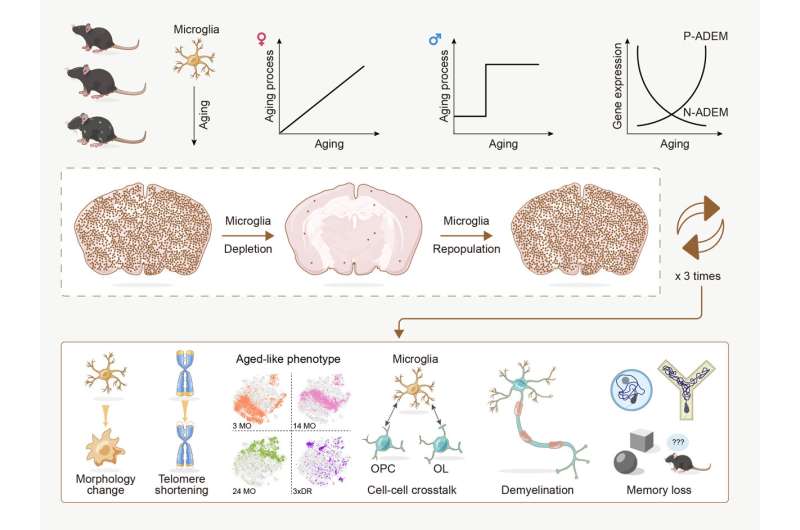 Decoding the microglial aging process, contributions to brain dysfunction