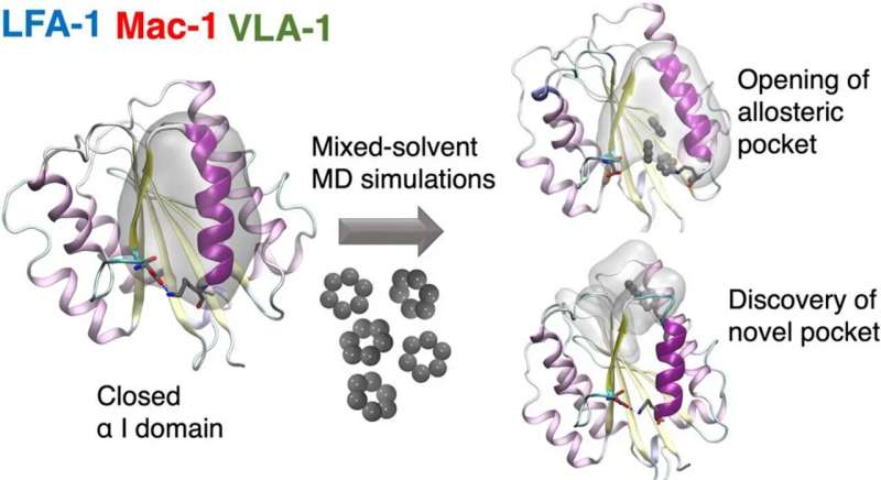 Decrypting integrins by mixed-solvent molecular dynamics simulation