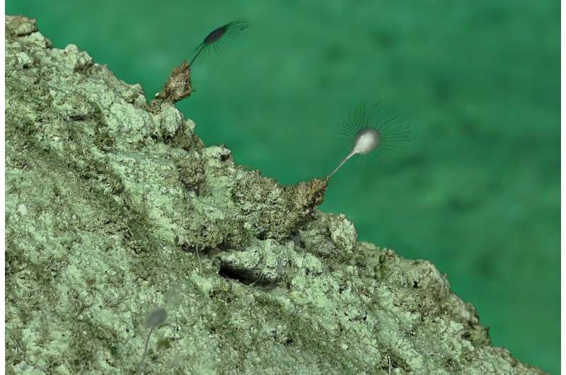Deep sea dive from a desk uncovers three new species