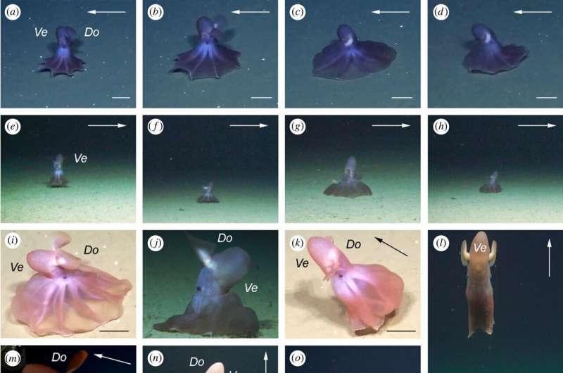 Deep-sea imagery and observations reveal novel octopus feeding behaviour