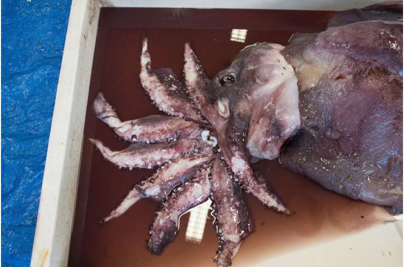 Deep-sea octopus squid give up their secrets to a healthy, varied diet