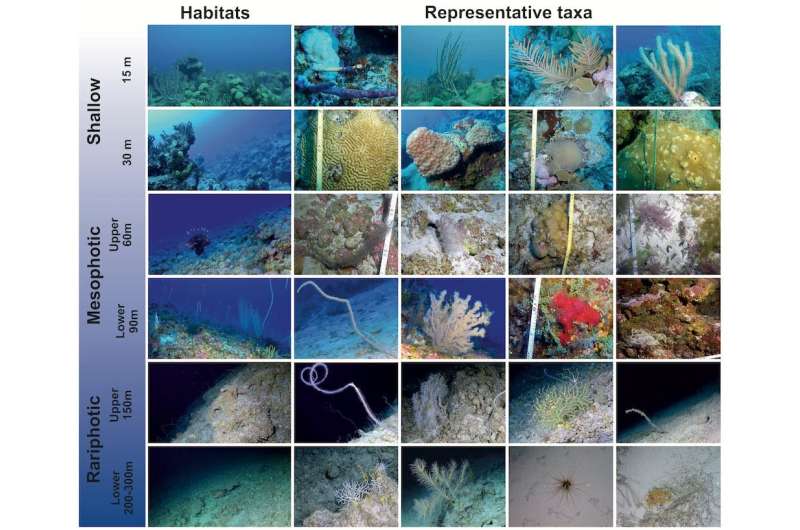 Deep sea reefs are spectacular and barely explored—they must be conserved