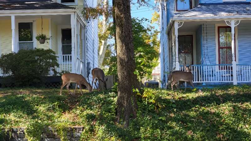 Deer are seen in Takoma, a neighborhood of Washington, DC