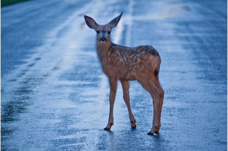 deer road