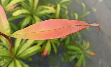 Deficiency causes rare tropical plant to develop appetite for meat