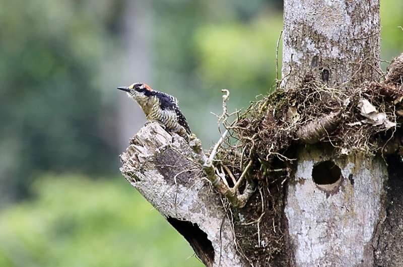Deforestation limits nesting habitat for cavity-nesting birds