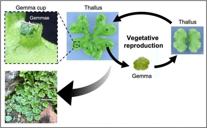 Degree of asexual reproduction in liverwort plants is hormonally controlled