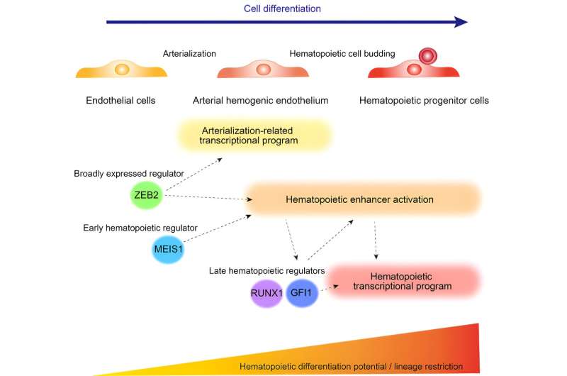 Delineating the dynamic transcriptional and epigenetic landscape regulating hematopoiesis