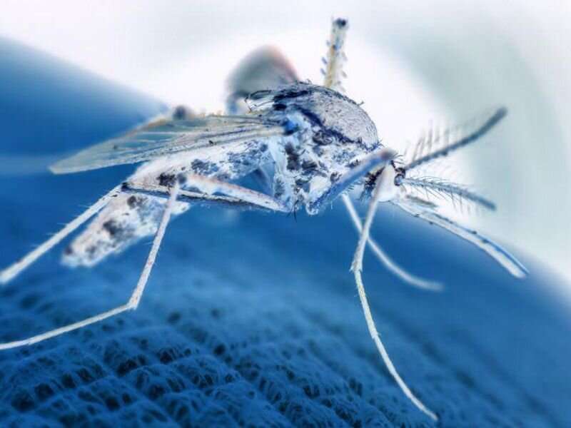Dengue fever is making inroads in europe