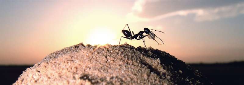 Desert ant increase the visibility of their nest entrances in the absence of landmarks