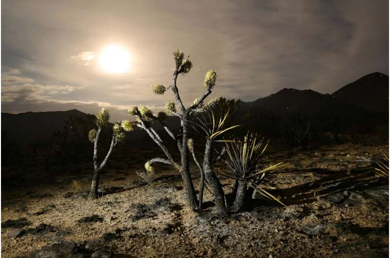 Desert sky: Joshua trees have been scorched in the out-of-control York Fire that is tearing through the Mojave Desert in the sou