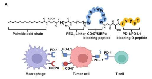 Design of a novel chimeric peptide via dual blockade of CD47/SIRPα and PD-1/PD-L1 for cancer immunotherapy