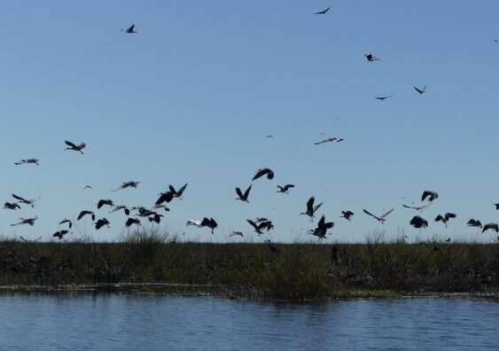 Despite challenging conditions, thousands of waterbirds breeding throughout NSW wetlands