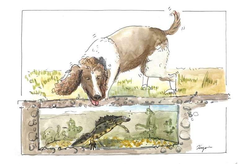 Detection dog can sniff out highly-endangered great crested newts