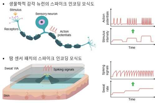Development of a low-power, long-term sweat sensor patch that imitates sensory neurons